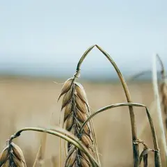 Mąka orkiszowa czy pszenna: Która jest zdrowszym wyborem?