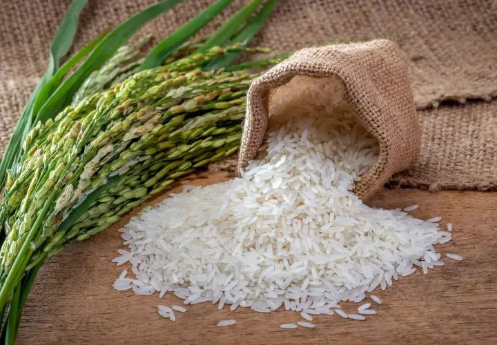 Kłosy ryżu i rozsypane ziarna z worka. Odpowiedź na pytanie: czy ryż ma gluten? Nie, ryż jest naturalnie bezglutenowy.