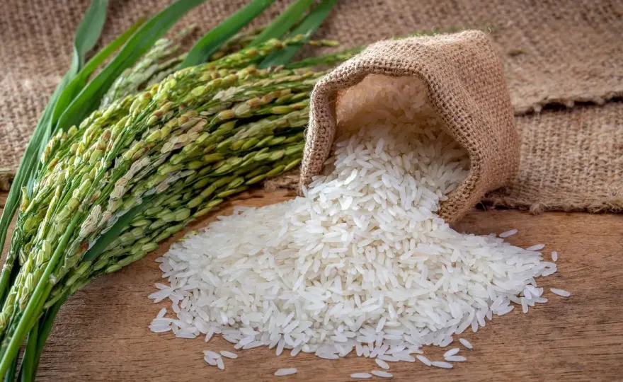 Czy ryż ma gluten? Mąka ryżowa i bezpieczne wypieki
