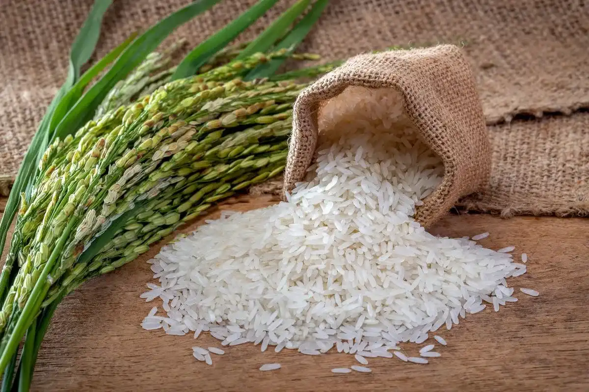 Czy ryż ma gluten? Mąka ryżowa i bezpieczne wypieki